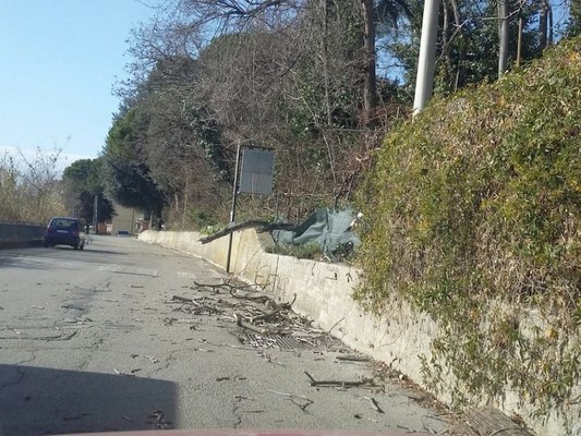 Forte vento: interventi in buona parte della provincia per rimuovere alberi caduti