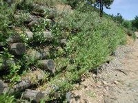 Corso ingegneria naturalistica