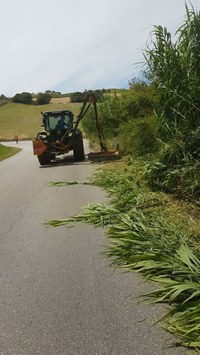 sfalcioerba1.jpg